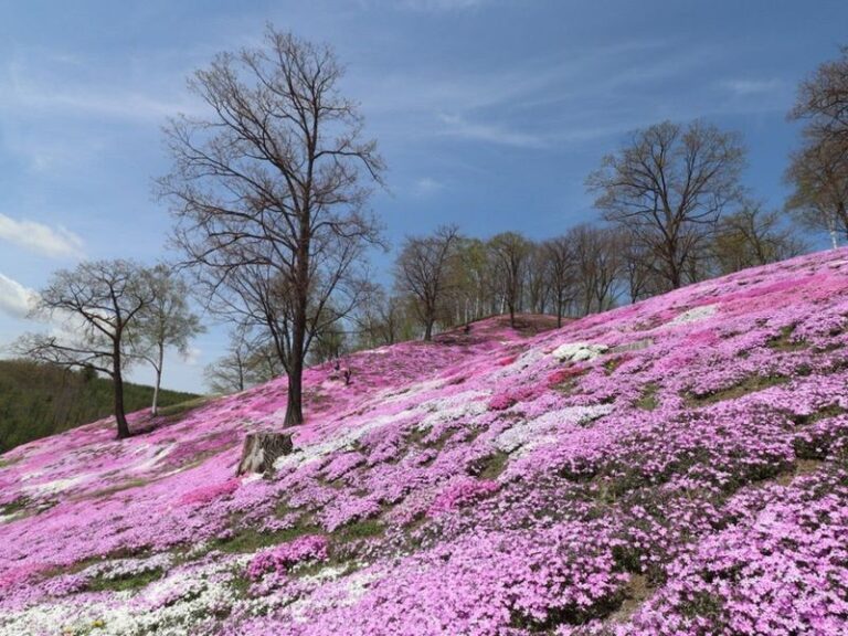 The Most Underrated North Carolina Native That Blankets a Dry Slope Where Store-Bought Plants Just Fry and Die