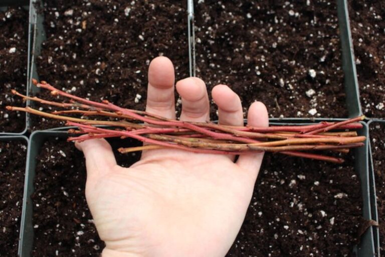 Your Favorite Blueberry Bush Turns Into More Free Plants When You Take Cuttings Before Winter
