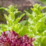 Your Fall Lettuce Turns Bitter and Shoots Up a Tall Stalk Before You Can Harvest – Here’s the Heat Slip Behind It