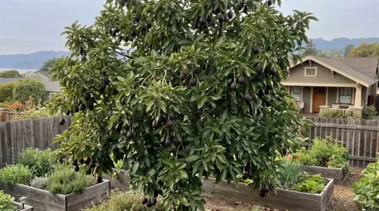 The One Watering Habit That Quietly Keeps Your California Avocado Harvest Small, and How to Break It