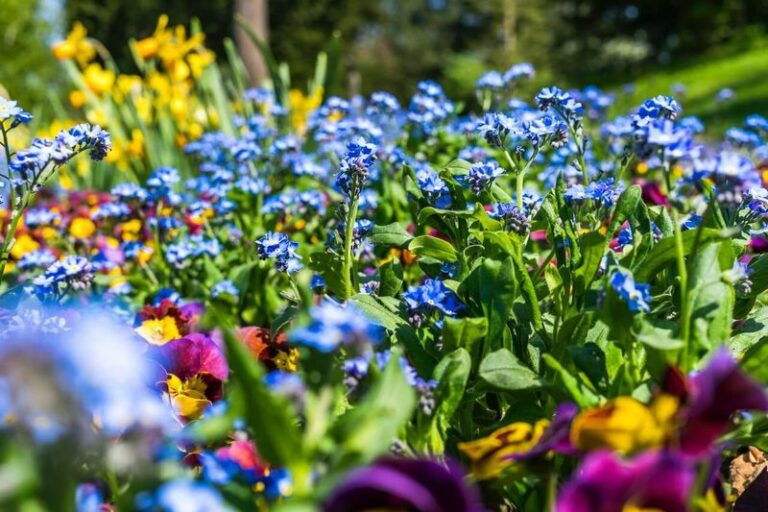 7 Blue-Flowering Perennials That Actually Take Florida Heat Instead of Fading by Midsummer