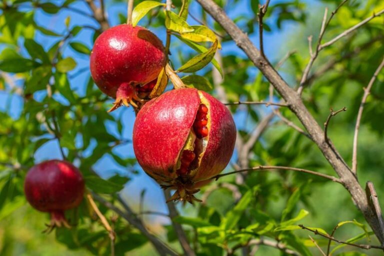 Your Central Texas Pomegranate Splits Its Fruit Right Before Harvest Because of This Uneven Fall Watering