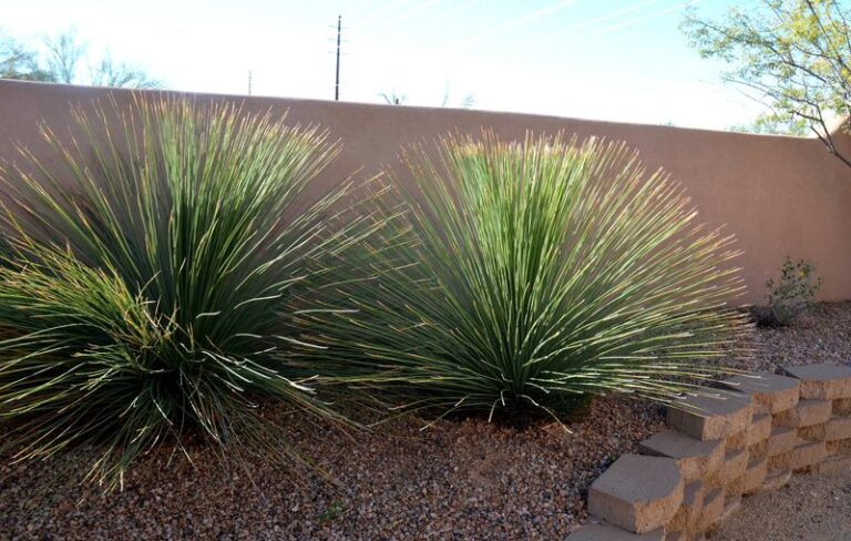 A Native Texas Sotol for the Porch Corner: Sculptural Form, Lower Water Needs After Establishment