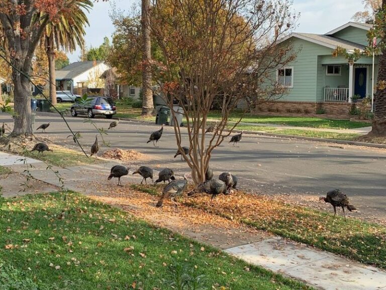 What It Really Means When Wild Turkeys Roost Near Your California Yard This Fall