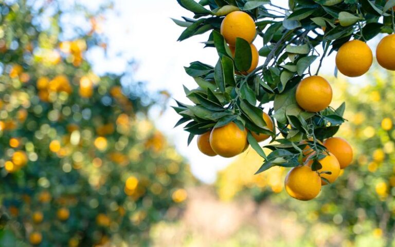 What Your California Citrus Trees Quietly Need in Early Fall Before the Next Round of Fruit Sets