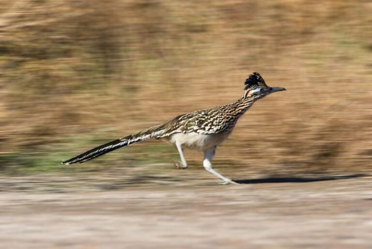 Why Central Texas Homeowners Keep Spotting Roadrunners Claiming Their Yards This Fall