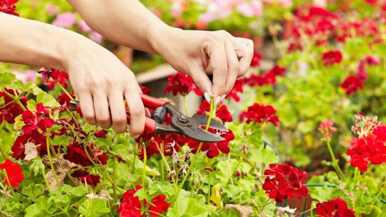 Your Geraniums Are Quietly Telling You It’s Time to Deadhead — Here’s the Sign That Wakes Up More Fall Blooms