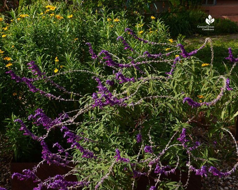 Mexican Mint Marigold for Your Texas Porch: What It Can and Cannot Do About Wasps