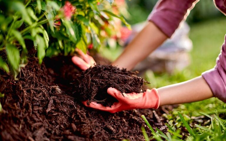 The California Mulch You’re Spreading Right Now That Quietly Invites Rats and Ticks Straight to Your Yard