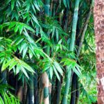 Bamboo creates quick privacy in Florida yards and a removal nightmare not long after