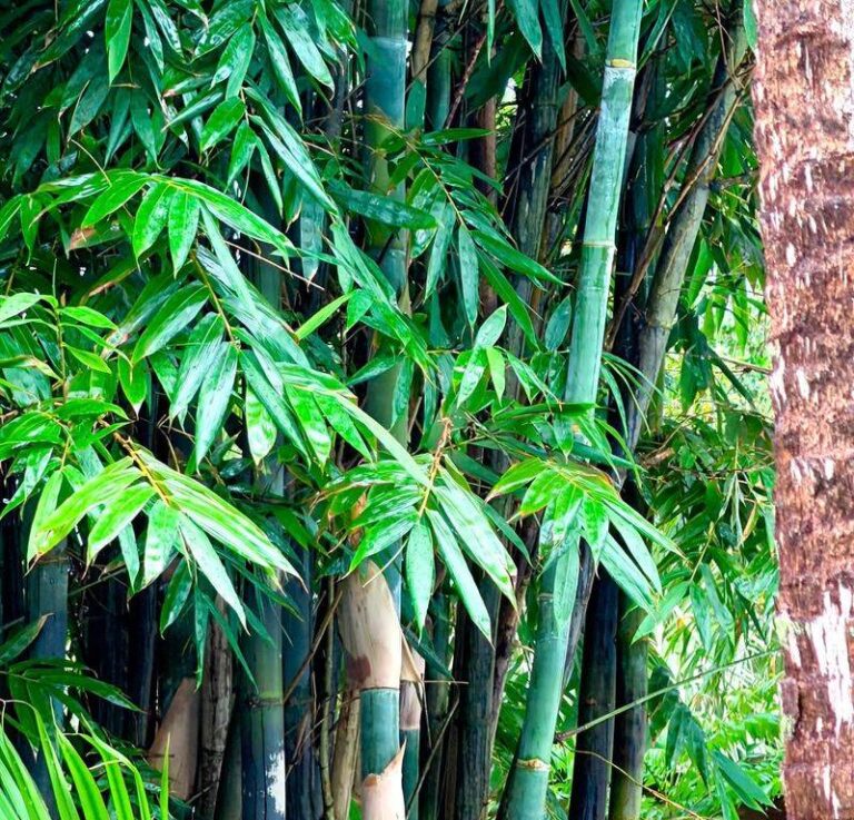 Bamboo creates quick privacy in Florida yards and a removal nightmare not long after