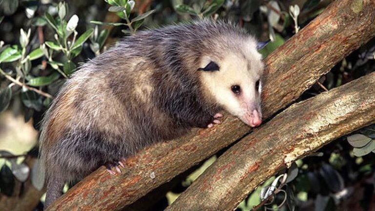 That Opossum Slinking Through Your Yard at Night Is Actually Doing Your Garden a Favor