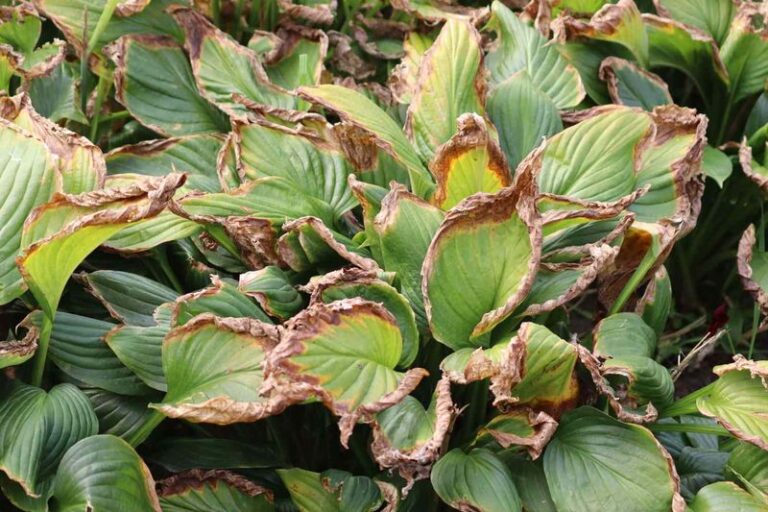 Your Plant Droops the Moment the Heat Hits — Here’s What It Really Needs Before You Reach for the Watering Can