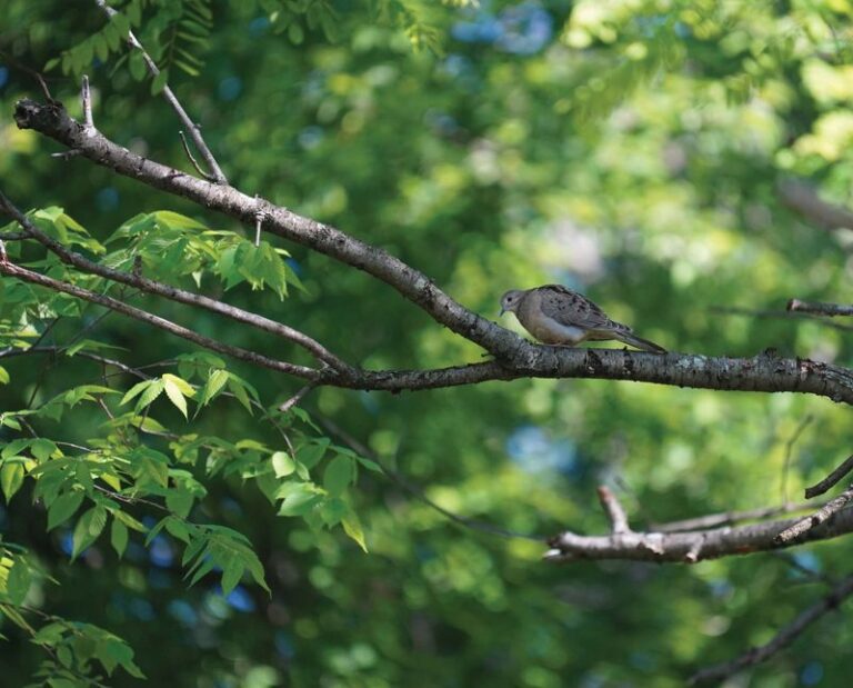 Mourning Doves and California Yards: Woody Cover, Open Ground, and the Chance They Eat a Few Weed Seeds