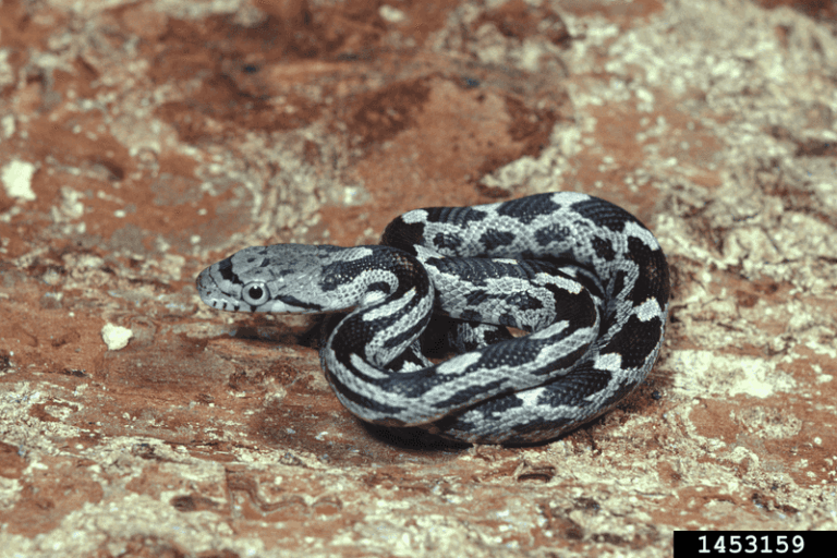 Copperheads May Be Found Around North Carolina Mulch, Wood Piles, and Yard Debris During Suitable Fall Conditions – Here’s How to Spot the Warning Signs