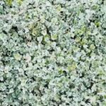 The Native Texas Groundcover Homeowners Are Planting Where Heat-Radiating Gravel Used to Bake Their Beds