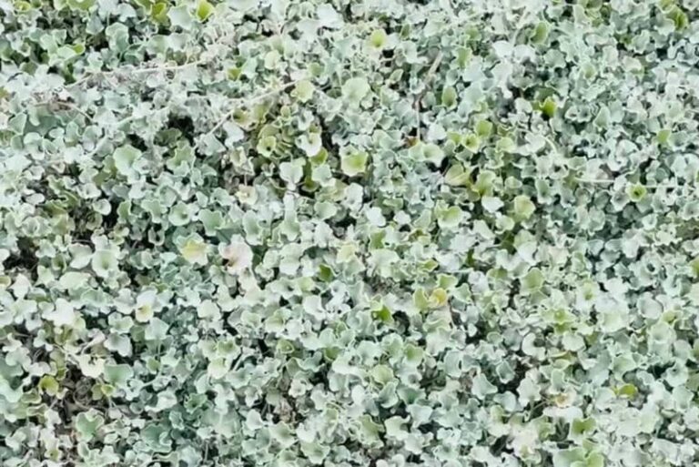 The Native Texas Groundcover Homeowners Are Planting Where Heat-Radiating Gravel Used to Bake Their Beds