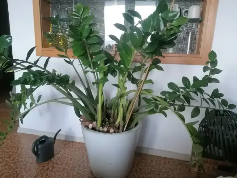 Your ZZ Plant Looks Sparse for a Few Fixable Reasons That Keep It Thin