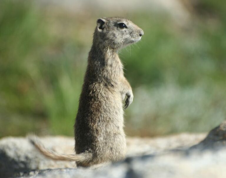 What It Really Means When California Ground Squirrels Suddenly Disappear From Your Yard in Late Summer