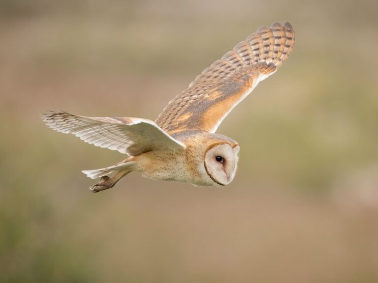 What It Means When Barn Owls Start Hunting Over Your Central Texas Yard at Dusk