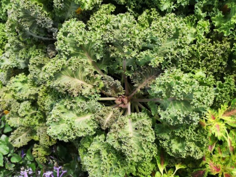 Fall Kale Leaves Turn Purple and Stunted in the Bed – Here’s the Cold-Soil Nutrient Lockout Behind It