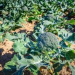 Your Central Texas Fall Broccoli Won’t Head Up Because You Fed It Too Much Nitrogen