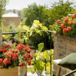 Your Geraniums Keep Blooming Into Fall When You Feed Them This Way, Not Harder