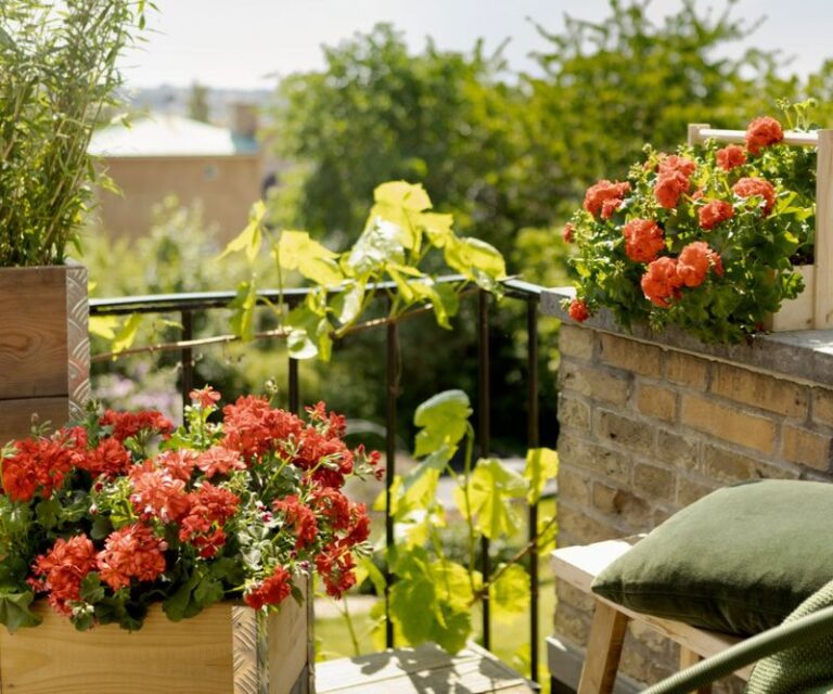 Your Geraniums Keep Blooming Into Fall When You Feed Them This Way, Not Harder