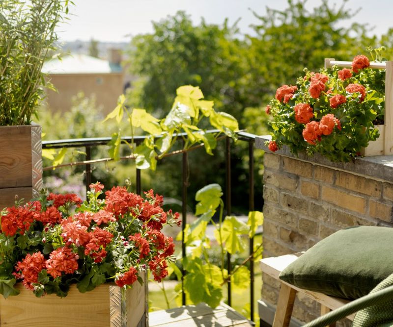 Your Geraniums Keep Blooming Into Fall When You Feed Them This Way, Not Harder