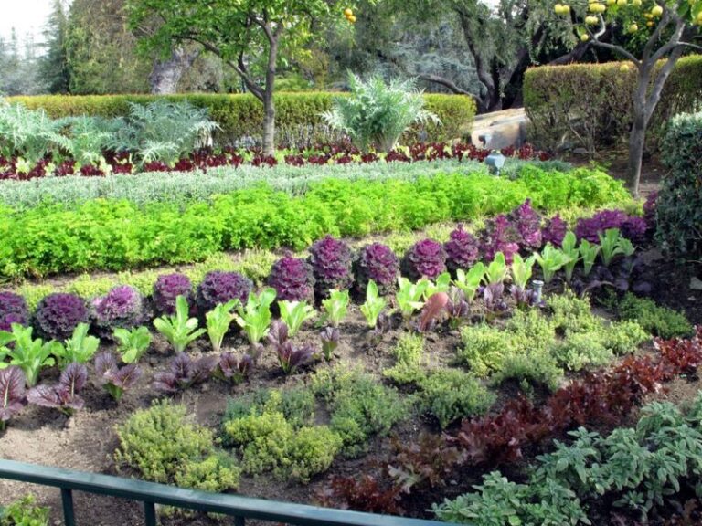 7 Florida Edible Ornamentals UF/IFAS Says Look Like Landscaping and Feed You Too
