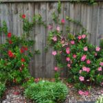 Your Florida mandevilla gets thin and tangled fast now — do this before it decides the shape for you