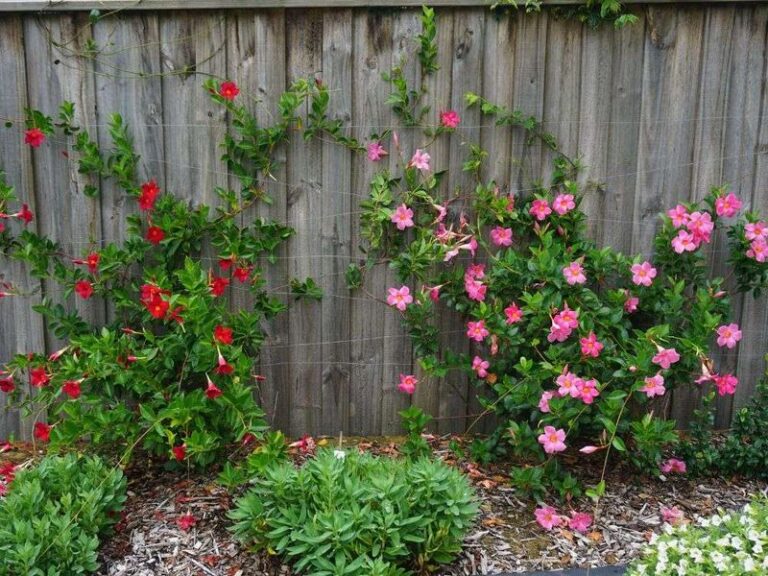 Your Florida mandevilla gets thin and tangled fast now — do this before it decides the shape for you