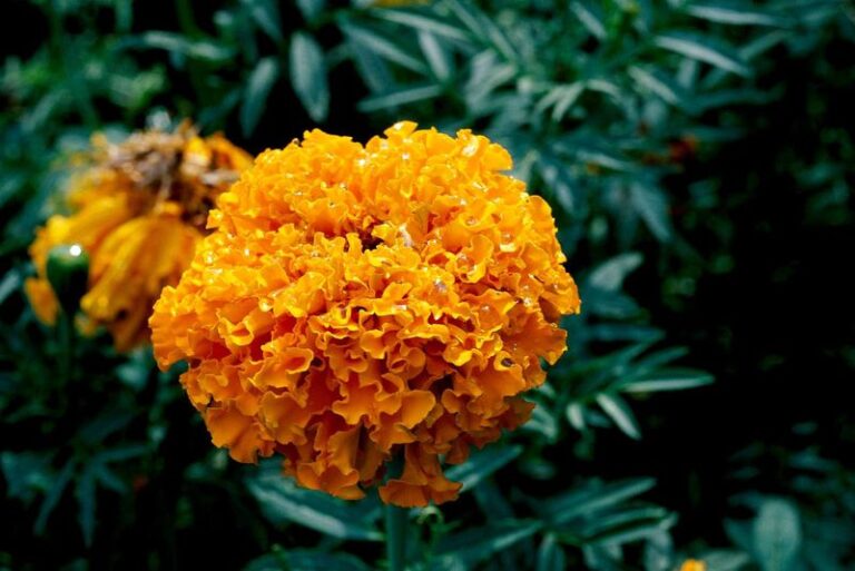 Your Florida porch gets fewer mosquitoes when these 7 plants do the screening