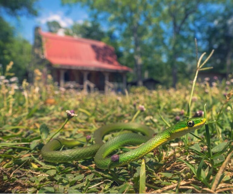 7 Florida Yard Features That Are Drawing More Snakes Into Your Beds This September