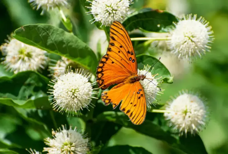 7 Florida Native Plants That Fix the Backyard Drainage Problem Every New Homeowner Hits After the First Rainy Season