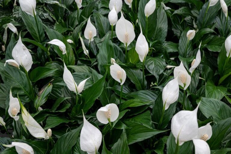 Your Peace Lily Puts Out Leaves but Never a Single Flower – Here’s the One Light Slip Behind It