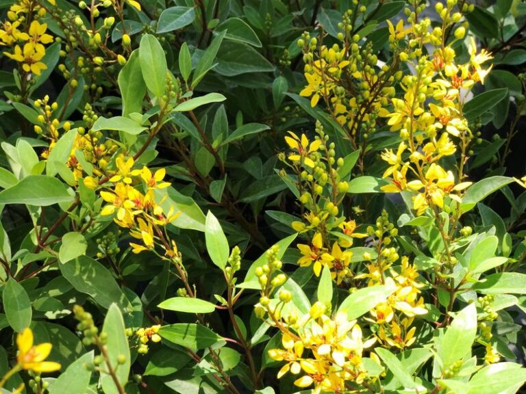 7 Florida Native Shrubs That Keep Blooming When Crape Myrtle Burns Out by Late Summer