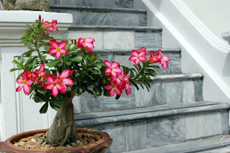 The September Watering Change That Stops Your Florida Desert Rose From Rotting at the Roots