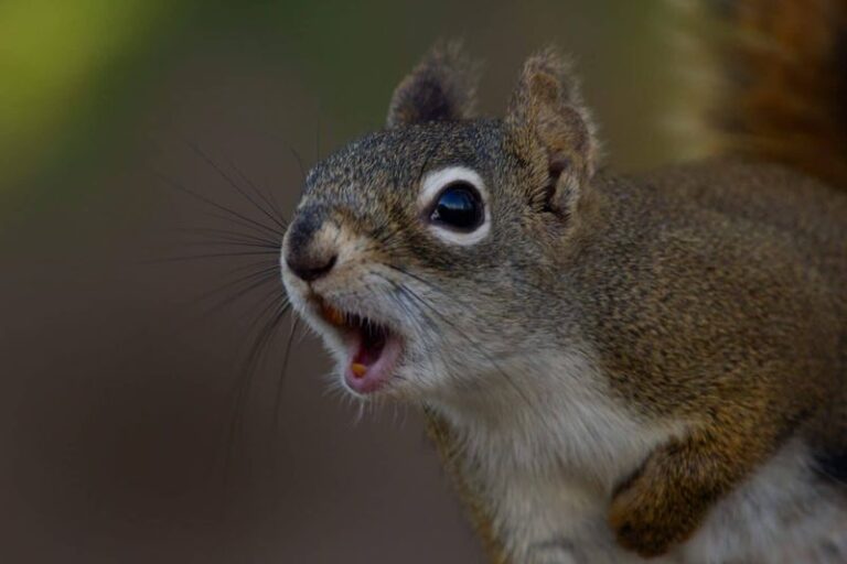 These Smells Send Squirrels and Chipmunks Packing Before They Dig Up Your Fall Garden