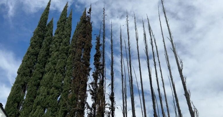 Why Italian Cypress Quietly Becomes One of the Biggest Fire Risks Around Your California Home, and Where Never to Plant It