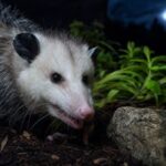What It Means When a Possum Starts Visiting Your Central Texas Yard at Night