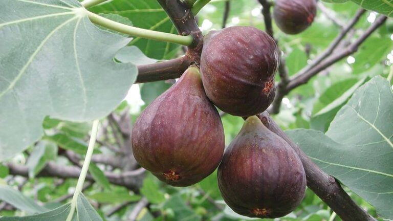 Your Texas Fig Tree Gives You Another Weak Summer Crop When You Skip This Fall Step