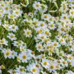 The Tough Little Native Texas Perennial That Keeps Blooming White Through the Late-Summer Heat When Everything Else Quits