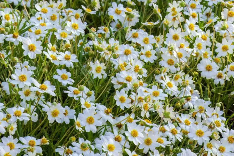 The Tough Little Native Texas Perennial That Keeps Blooming White Through the Late-Summer Heat When Everything Else Quits