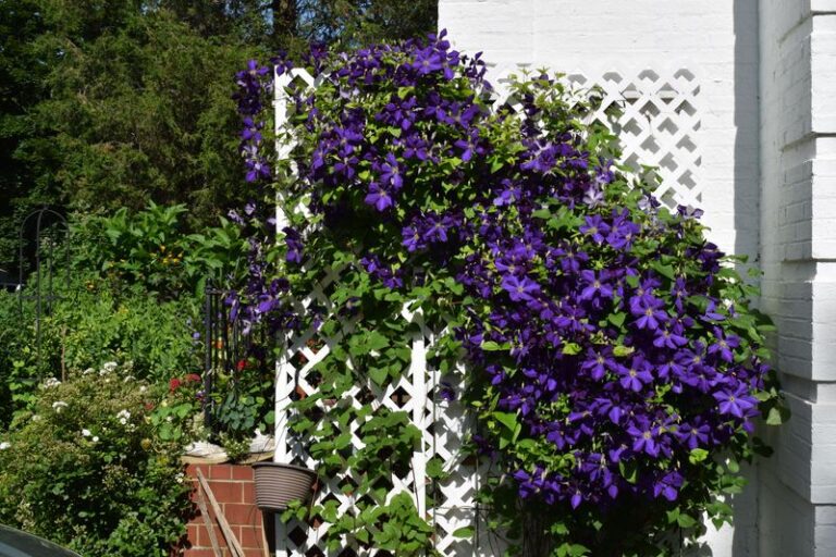 Your Climbing Clematis Disappoints Every Year — Here’s the One Hidden Mistake Keeping It From Blooming