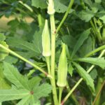Why Okra Keeps Cranking Out Pods in the Brutal North Carolina Heat When Everything Else Quits