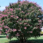 Cut These Crape Myrtle Seed Pods Before Winter or You’ll Be Pulling Seedlings All Spring in North Carolina