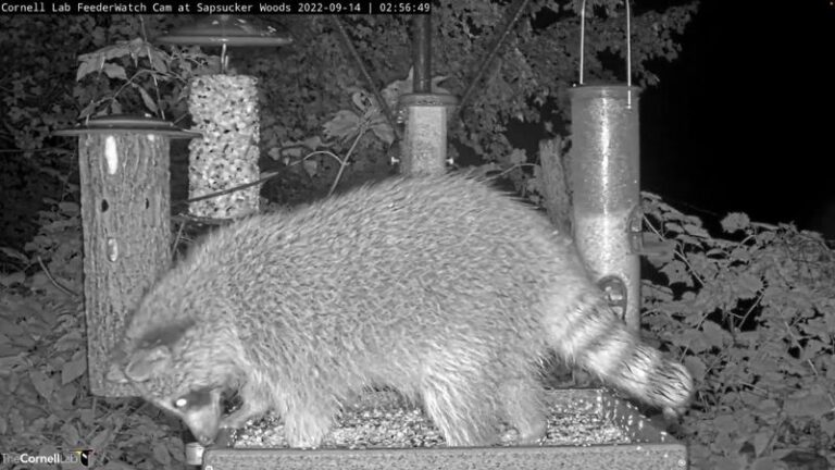 Something Keeps Shredding Your Bird Feeder and Scattering Seed Overnight – A Likely Culprit and How to Stop It