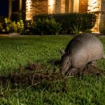 Armadillos Keep Tearing Up Texas Yards for the Same Reason They Keep Coming Back