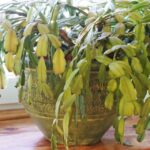 Your Christmas Cactus Looks Limp and Thirsty – Here’s the Summer Watering Slip That’s Really Behind It